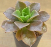 Еониум (Aeonium nobile アエオニウム　ノビレ)